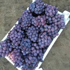 乐亭巨峰葡萄大丰收！便宜！质量好！口感好！都来吧