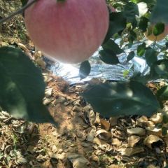 辽宁瓦房店寒苹果真便宜