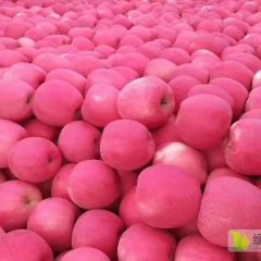代办静宁红富士苹果