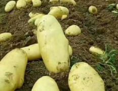 脱毒土豆种薯供应