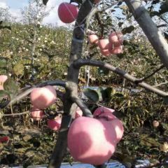 宁县富士苹果销售