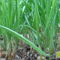 万亩韭菜,开始收割!!!