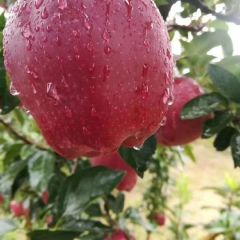 甘肃省天水市秦州区苹果供应产地