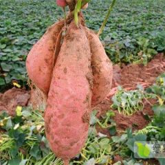 大量供应烟薯批发 红薯上市求老板装车带走价格便宜