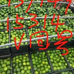 广州大型水果批发市场 实力代卖代销南北水果