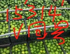 广州大型水果批发市场 实力代卖代销南北水果