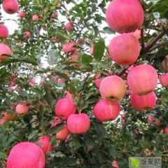 家里还有八千斤左右红富士苹果，欢迎诚信客商收购