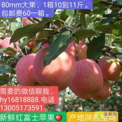 陕西优质红富士