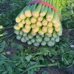 大量供应优质芹菜
