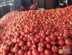 饶阳西红柿大量供应