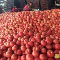 饶阳西红柿大量供应