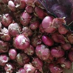精品二红洋葱 8公分以上