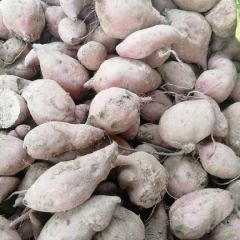 放心红薯，诚信经营！