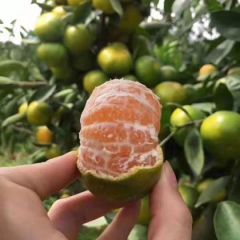 大型批发市场 代卖代销所有蜜橘柑橘橙子类