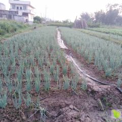 本人有十亩本地小香葱，每天可以供应三百斤，