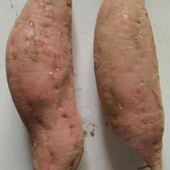 出售西瓜红红薯