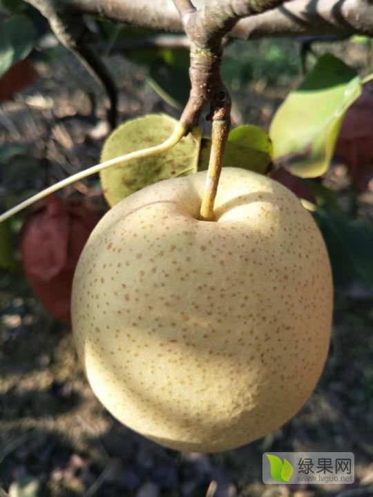 2019年陕西蒲城酥梨价格