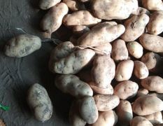 山东省肥城市优质，高产，抗病，马铃薯种薯