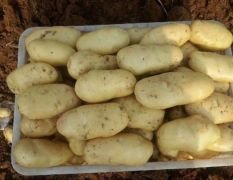 山东省肥城市荷兰十五黄心土豆大量便宜供应各大市场