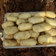 山东省肥城市荷兰十五黄心土豆大量便宜供应各大市场