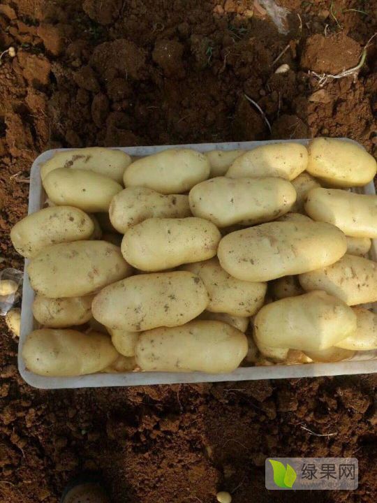 2019年山东肥城荷兰十五价格