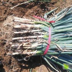 泰安范镇毛葱供应