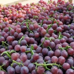 巨峰葡萄大量上市欢迎客商来电咨询