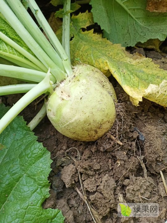 供应日本光头芥菜