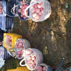 洛川苹果一件代发，长年供货