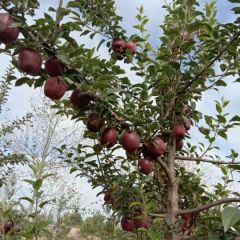 高品质半拉长红星园果全部黑红