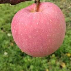 有没有老板收购苹果的