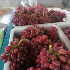 克伦生无籽提鑫源果业竭诚为你服务