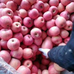 2024年宁夏中卫红富士纸袋苹果代办【宁夏苹果】