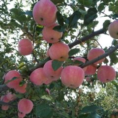 纸袋早熟红富士上市啦