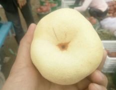 陕西大荔砀山酥梨产地价格，陕西贡梨基地价格