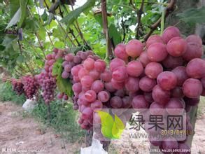 山东沂源巨峰葡萄大量上市