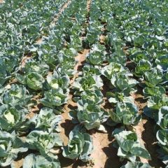 甘蓝大量开始上市了