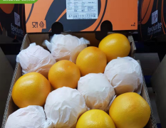 南非进口水果批发Mkdnight酸橙夏橙新鲜水果