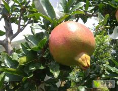 苹果石榴长沙地区大量供应