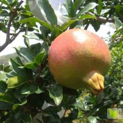 苹果石榴长沙地区大量供应