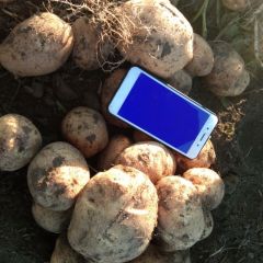 延暑四号个大，质量好