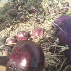 甘肃洋葱大量上市价格可以优惠