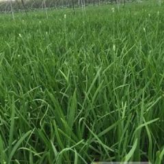 邯郸临漳韭菜大量上市了,上货量大,质量好