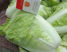 夏阳白菜，抗热王白菜，山东白菜肥城白菜大量供应