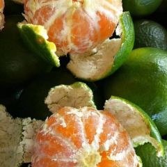 早熟叶桔产地直销