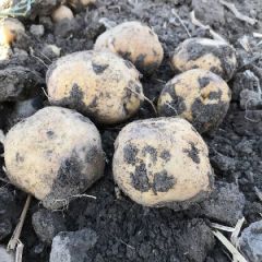 合作社自产马铃薯