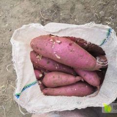 肥城地瓜大量供应中