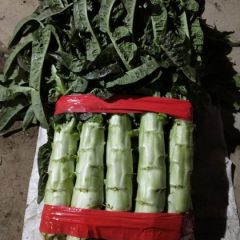 山东郯城莴苣大量上市