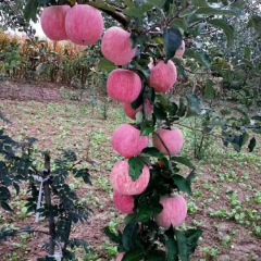 陕西旬邑优质纸袋红富士