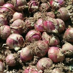 甘肃优质洋葱